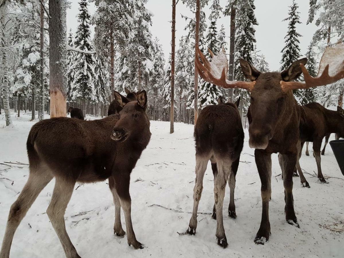 The Friendly Moose Hotel Overtornea Exterior photo